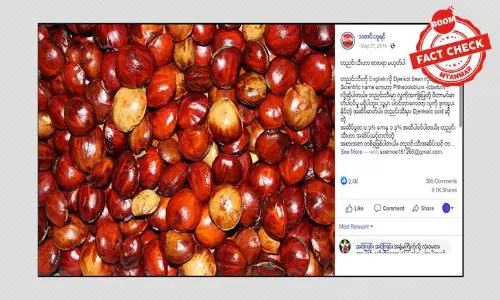 တညင်းသီး စားသင့်၊ မစားသင့် အယူအဆအလွဲ