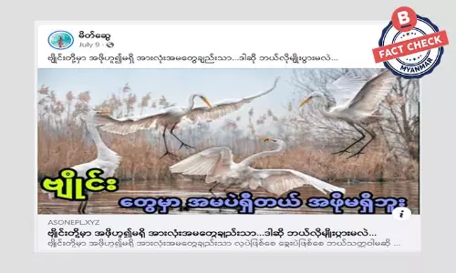 ဗျိုင်းတွေမှာ အဖိုမရှိဘူးဆိုတာ မဟုတ်ပါ