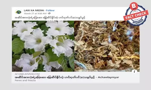 သခွပ်ပင်အခေါက်ဟာ မြွေဆိပ်ဖြေပေးနိုင်သလား