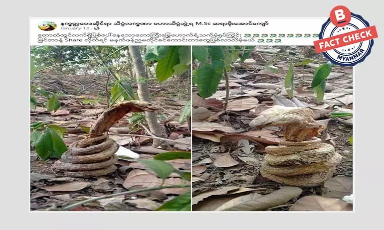တောကြီးမြွေဟောက် ရုပ်ကြွင်း ဆိုတဲ့ အချက်အလက်အမှား တောကြီးမြွေဟောက် ရုပ်ကြွင်း ဆိုတဲ့ အချက်အလက်အမှား