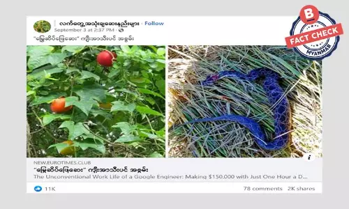 ကျီးအာသီးပင်က မြွေဆိပ်ဖြေနိုင်တယ်ဆိုတဲ့ အချက်အလက်အမှား ကျီးအာသီးပင်က မြွေဆိပ်ဖြေနိုင်တယ်ဆိုတဲ့ အချက်အလက်အမှား