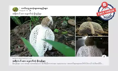မှိုကွန်ချာက အရိုးကင်ဆာပျောက်တယ်ဆိုတဲ့ သတင်းအမှား