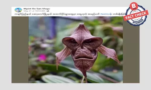 ကချင်ပြည်နယ်က တောပန်းတစ်မျိုးဆိုပြီး ဖြန့်ဝေနေတဲ့ အချက်အလက်အမှား ကချင်ပြည်နယ်က တောပန်းတစ်မျိုးဆိုပြီး ဖြန့်ဝေနေတဲ့ အချက်အလက်အမှား
