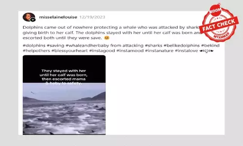 လင်းပိုင်တွေက ကလေးမွေးနေတဲ့ ဝေလငါးကြီးကို ငါးမန်းရန်က ကာကွယ်ပေးနေတာလား