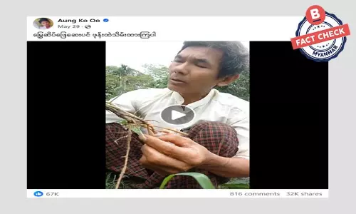 မြွေဆိပ်ဖြေဆေးပင်ဆိုပြီး ဖြန့်ဝေနေတဲ့ သတင်းအမှား မြွေဆိပ်ဖြေဆေးပင်ဆိုပြီး ဖြန့်ဝေနေတဲ့ သတင်းအမှား