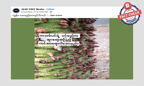 ကသစ်ရွက်က ကင်ဆာရောဂါပျောက်ကင်းနိုင်သလား ကသစ်ရွက်က ကင်ဆာရောဂါပျောက်ကင်းနိုင်သလား