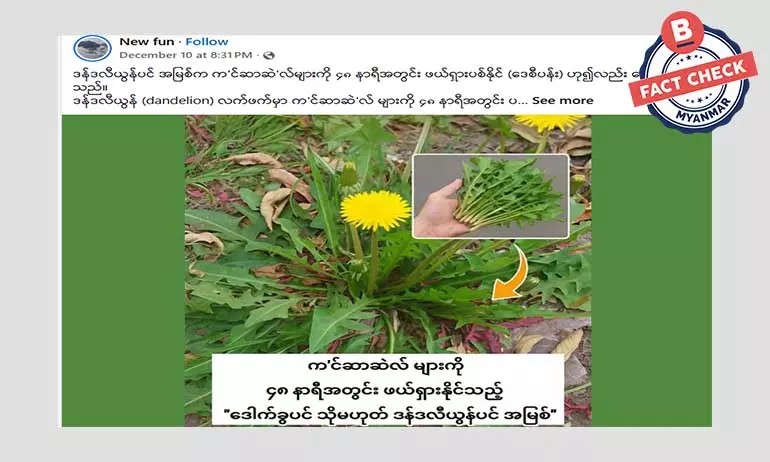 ဒန်ဒလီယွန်ပင် အမြစ်က ကင်ဆာဆဲလ်တွေကို ၄၈ နာရီအတွင်း ဖယ်ရှားပစ်နိုင်သလား ဒန်ဒလီယွန်ပင် အမြစ်က ကင်ဆာဆဲလ်တွေကို ၄၈ နာရီအတွင်း ဖယ်ရှားပစ်နိုင်သလား